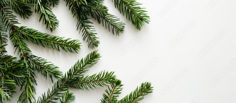 Poster christmas fir tree branches in green against a white backdrop with copy space image