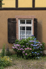 Altes Haus, Holzfenster, dunkle Holzfensterl&auml;den, bl&uuml;hende Hortensia vor Haus