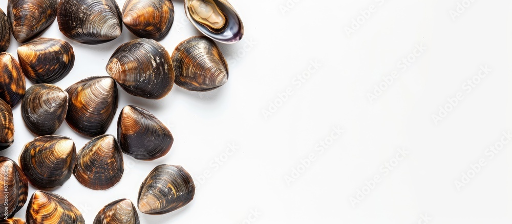 Poster clams showcased against a blank white backdrop create a tranquil composition with ample copy space i