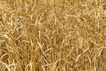 Golden wheat field in summer