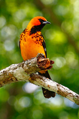 Spot-breasted Oriole (Icterus pectoralis) perched on branch, Honduras.