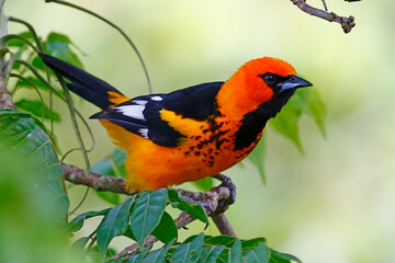 Spot-breasted Oriole (Icterus pectoralis) perched on branch, Honduras.