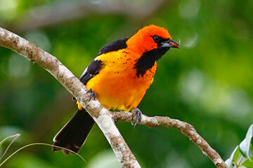 Spot-breasted Oriole (Icterus pectoralis) perched on branch, Honduras.