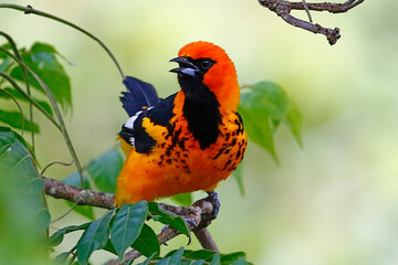 Spot-breasted Oriole (Icterus pectoralis) perched on branch, Honduras.