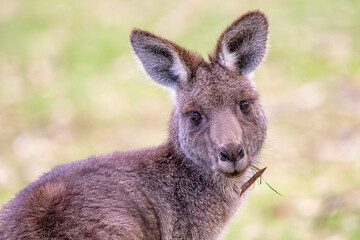 Eastern Grey Kangaroo (Macropus giganteus) © Andrew