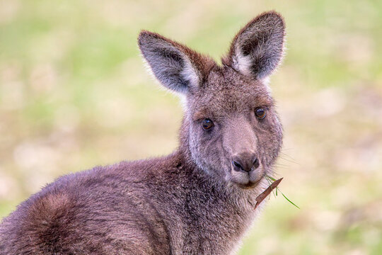 Eastern Grey Kangaroo (Macropus giganteus)