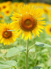 Naklejka premium 背の高いひまわり