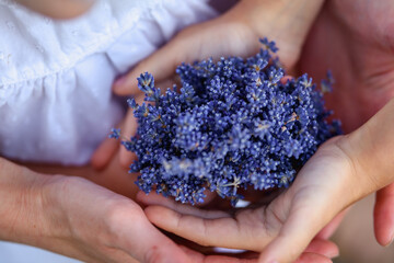 close-up of mother and daughter's hands holding lavender flowers in their hands