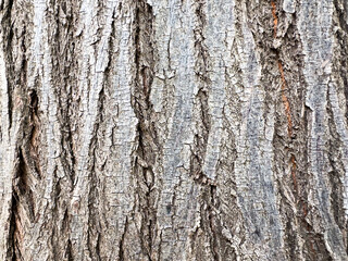 Obraz premium Aged Presian Lilac Tree Bark Texture. Nature Organic background concept