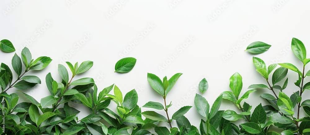 Poster Top view of lush green leaves against a white backdrop with ample copy space image