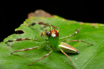 A macro photo of Jumping spider (Epeus sp.) also known as Mohawk spider