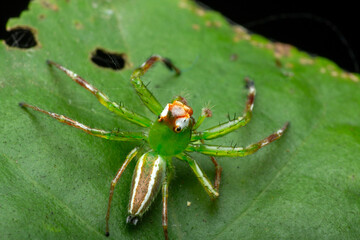 A macro photo of Jumping spider (Epeus sp.) also known as Mohawk spider