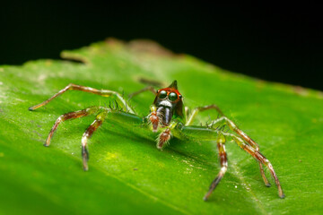 A macro photo of Jumping spider (Epeus sp.) also known as Mohawk spider