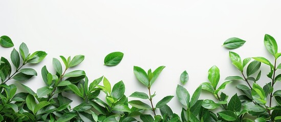 Fototapeta premium Top view of lush green leaves against a white backdrop with ample copy space image
