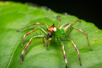 A macro photo of Jumping spider (Epeus sp.) also known as Mohawk spider