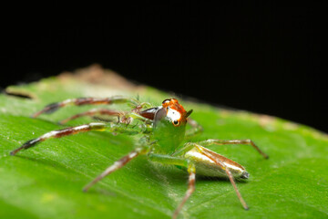 A macro photo of Jumping spider (Epeus sp.) also known as Mohawk spider