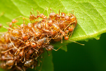A photo of Fire ant and Caterpillar symbiosis the ants are protecting the caterpillar and...
