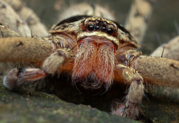 A macro photo of a Huntsman Spider (Heteropoda sp.)
