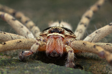 A macro photo of a Huntsman Spider (Heteropoda sp.)