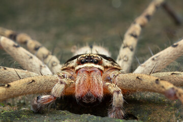 A macro photo of a Huntsman Spider (Heteropoda sp.)