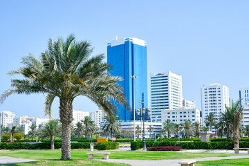 Obraz premium palm tree grows in a big city park