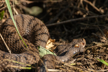 Aspisviper (Schlange) zwischen Wald uns frisch gemähtem Rasen (Viper)