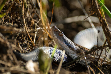 Aspisviper (Schlange) zwischen Wald uns frisch gemähtem Rasen (Viper)