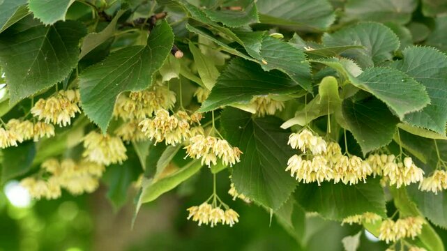 A fragrant abundance of Linden tree flowers in the lush green foliage swaying in the gentle breeze in summer
