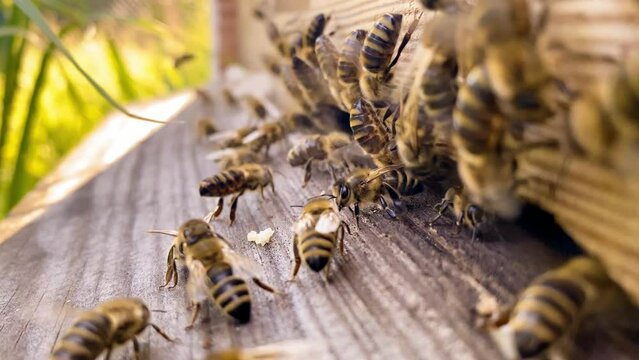 Macro close up of  bees working in the bee hive. Entrance. Video with a sound.