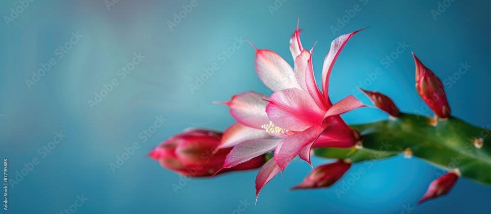 Poster Close up image of a beautiful Christmas cactus flower against a blue backdrop providing a natural setting with room for text or graphics. with copy space image. Place for adding text or design