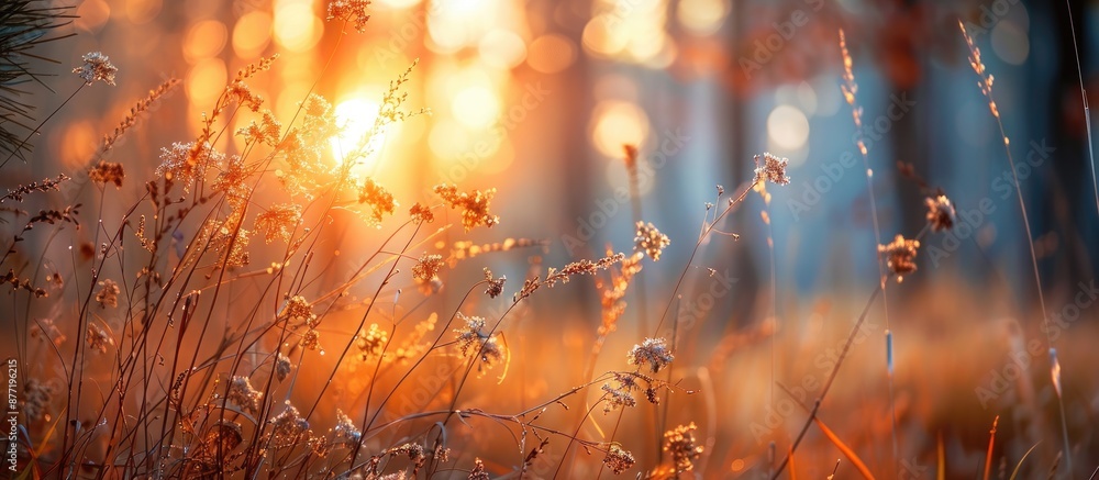 Leinwandbilder Sunset in a forest with autumn s dry grasses creating a blurred nature background perfect for a copy space image