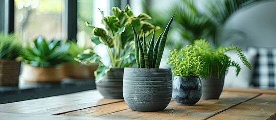 Fototapeta premium Indoor scene with lovely green houseplants in pots on wooden table perfect for a written message in the copy space image