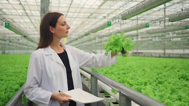 Researcher, specialist, employee in an industrial greenhouse garden checks growth of lettuce. Attractive woman in lab coat examines plant diseases in a greenhouse. Hydroponic growing, huge greenhouse