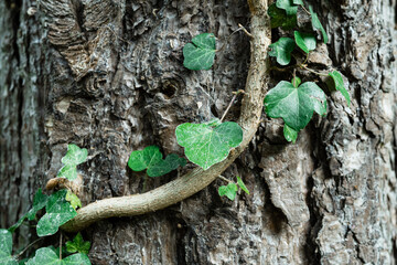 Thick growing Ivy seen climbing a tree in a British forest. The ivy has climbed to many tens of feet and is engulfing the tree.