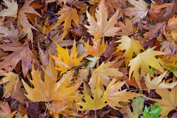 Carpet of leaves from acer trees beside a woodland pathway in the UK