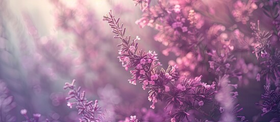 Fototapeta premium A panoramic copy space image captures blooming purple and pink heather flowers providing a pure natural depiction involving botany gardening and ecology