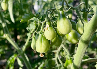green unripe tomatoes hang on a tomato bush branch 