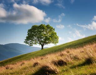 Fototapeta premium A lonely tree on a meadow on hill in the countryside