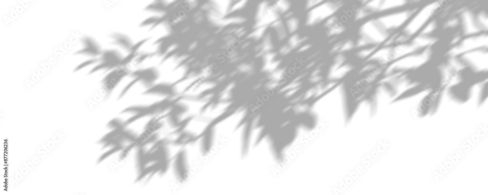 Poster isoltaed shadow shade tree branches move peaceful on transparent backgrounds 3d rendering png