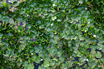 Lotus water lily blooming and growing with green leaves in swamp