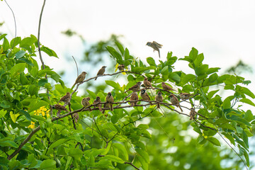 Flock of Tree Sparrow common bird are perching on tree branch with green leaves