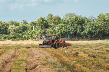 Fototapeta premium Tractor working on rice filed during harvest season in farmland