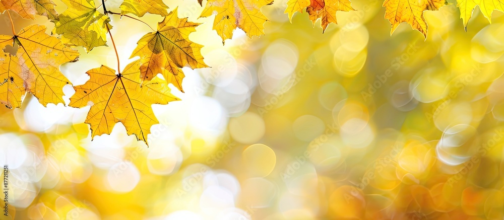 Poster copy space image with vibrant yellow maple leaves on a blurred autumn background