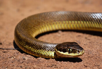 Fototapeta premium A detailed close-up view of a snake with distinctive patterned scales, coiled gracefully on reddish-brown soil, providing a dramatic and engaging portrayal of this reptile in its natural habitat.