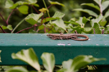 Lizard moulding the skin over a handrail
