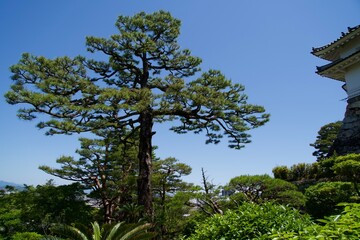 Large pine tree in Kochi Castle