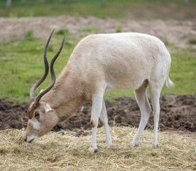 Fototapeta premium Close-up view of an addax antelope grazing
