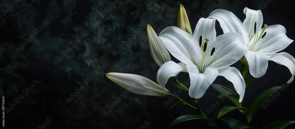 Poster a pair of white lilies set against a dark backdrop with copy space image