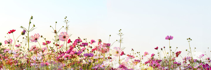 Cosmos flowers blooming panorama with sunset in the morning and bokeh in the garden.concept festival beautiful flower and love day..