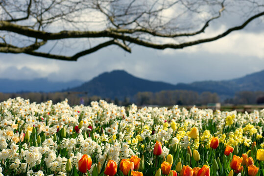 tulip field in spring